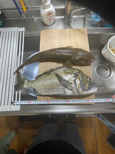 クロダイの釣果