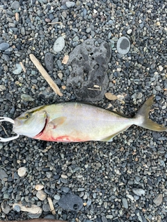 ショゴの釣果