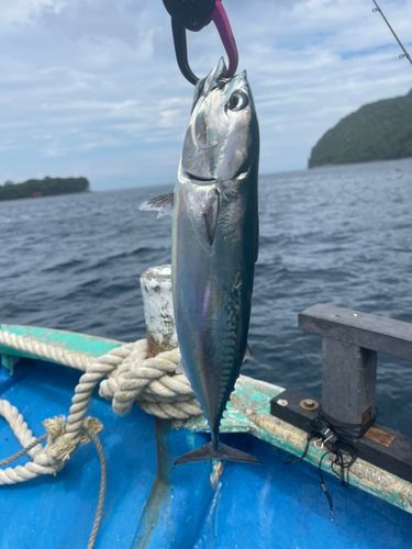 マルソウダの釣果