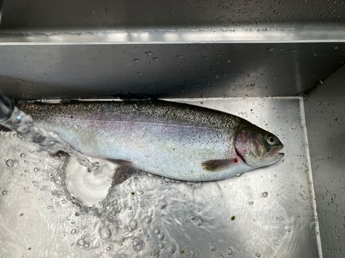 ニジマスの釣果