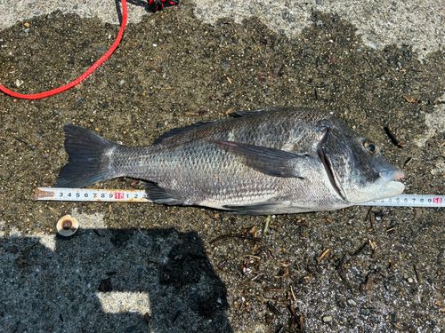 チヌの釣果