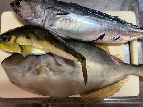 ウスバハギの釣果