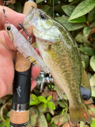 ブラックバスの釣果