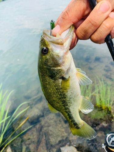 ラージマウスバスの釣果
