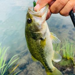 ラージマウスバス