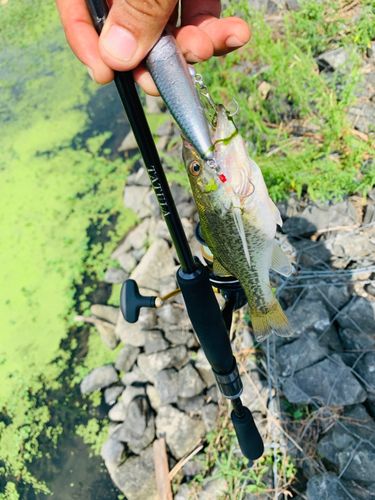 ラージマウスバスの釣果