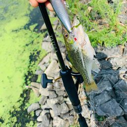 ラージマウスバス