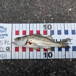 セイゴ（マルスズキ）