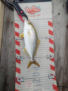 ショゴの釣果
