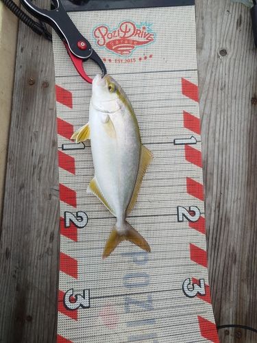 ショゴの釣果
