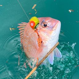 マダイ