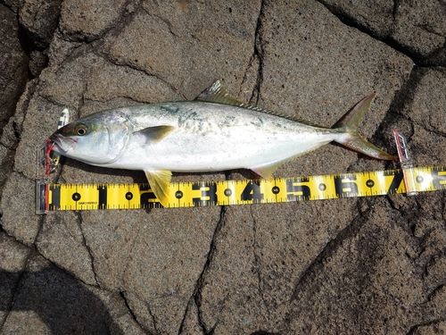 ヒラマサの釣果