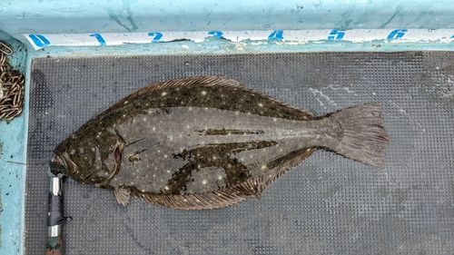 ヒラメの釣果