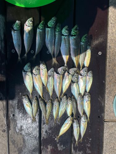 アジの釣果
