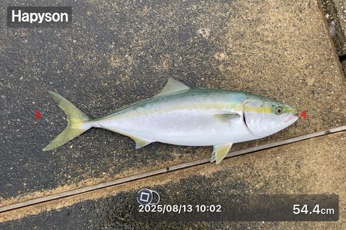 ハマチの釣果