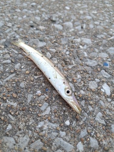 カマスの釣果