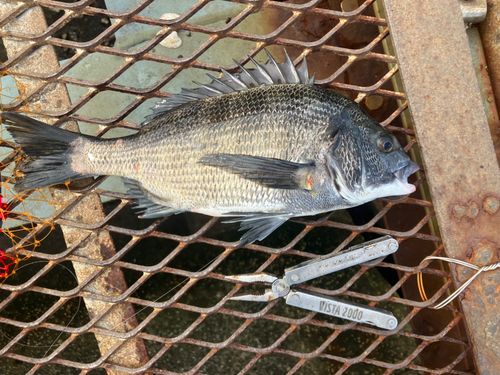 クロダイの釣果