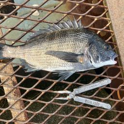 クロダイ