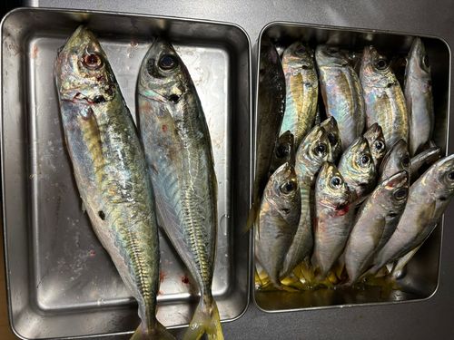 マルアジの釣果