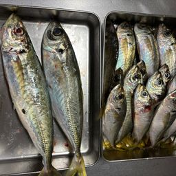 マルアジ