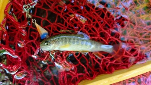 イワナの釣果