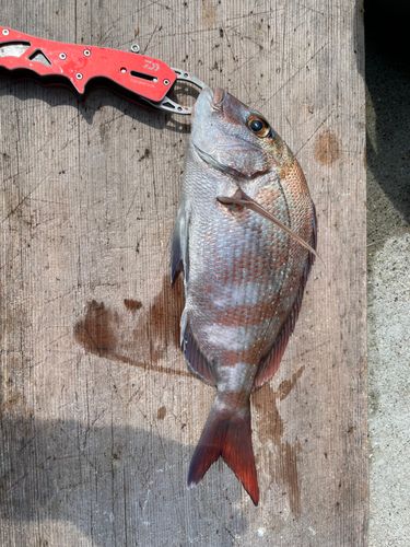 マダイの釣果