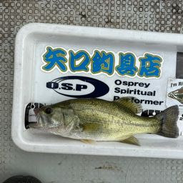 ブラックバス