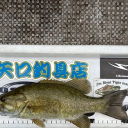 スモールマウスバス