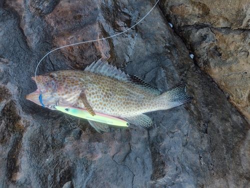 オオモンハタの釣果