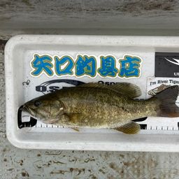スモールマウスバス