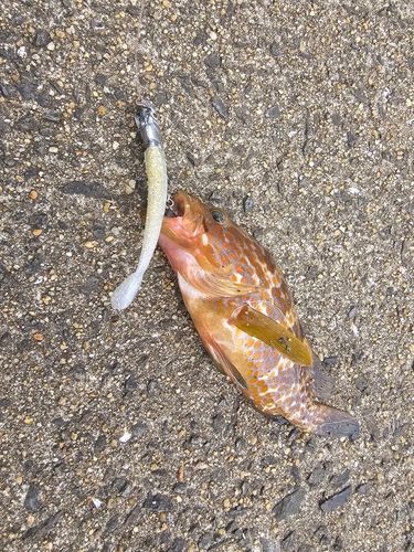 アコウの釣果
