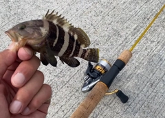 ショゴの釣果