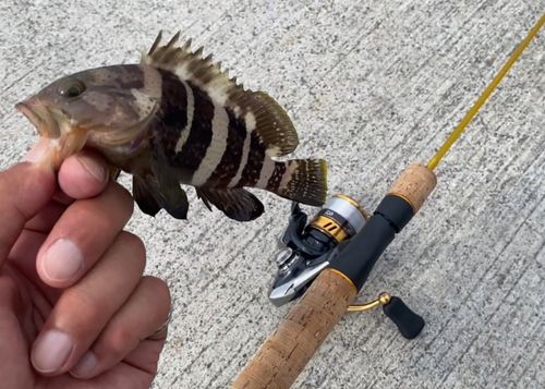 ショゴの釣果