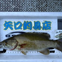 スモールマウスバス