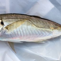 アジ