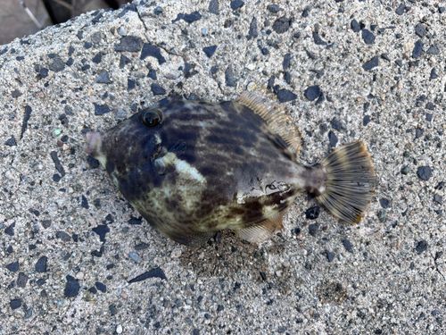 カワハギの釣果