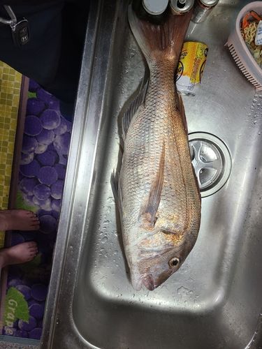 釣果