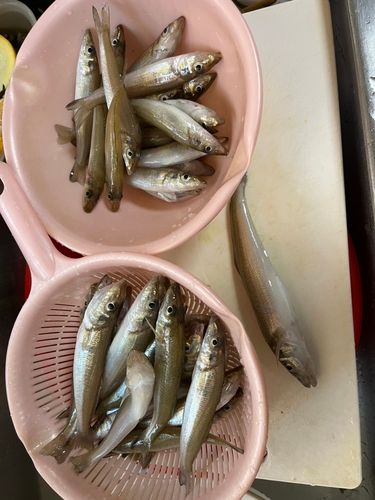 シロギスの釣果