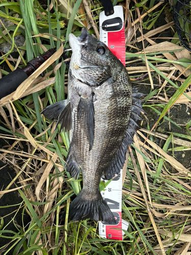 クロダイの釣果