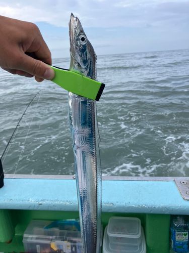 タチウオの釣果