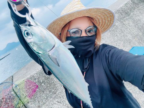 ソウダガツオの釣果
