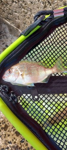 チャリコの釣果