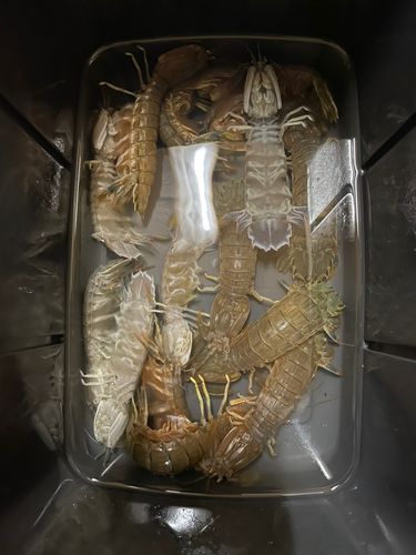 シャコの釣果