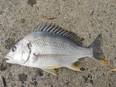 キビレの釣果