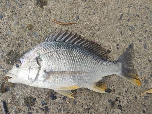 キビレの釣果