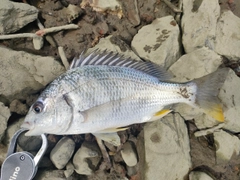 キビレの釣果