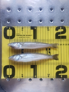 シロギスの釣果