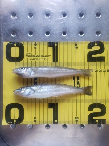 シロギスの釣果