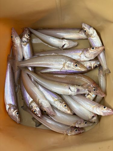 キスの釣果