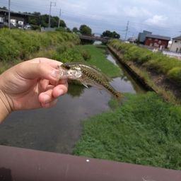 ブラックバス